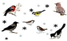 Картинки по запросу картинки зимуючих птахів для дітей | Animals, Bird